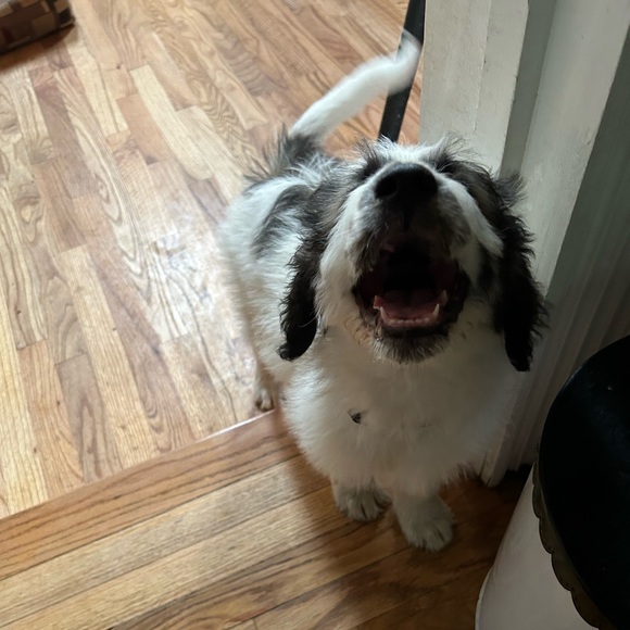 Meet your Posher, Linda - Picture 1 of 1